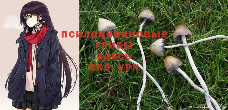 Галлюциногенные грибы MAGIC MUSHROOMS  цена наркотик  Жиздра 